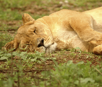 Histoires d’animaux à dormir debout