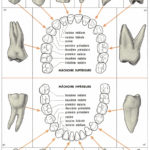 ps385_Dents-humaines-formes.jpg