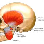 ps385_Muscles-mandibule.jpg