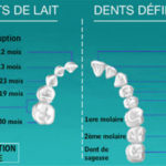 ps385_Nombre-de-dents.jpg