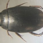 ps397_Agabus-didymus_2.jpg