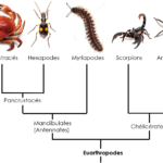 ps397_Arthropodes.png