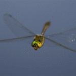 ps397_CoaenAnim.gif