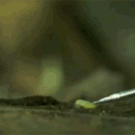 ps397_Collembole.gif