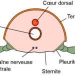 ps397_Coupe-Arthropode.jpg