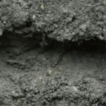 ps397_Courtillière.gif