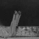 ps397_Criquet.gif