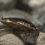ps397_Dytique.gif