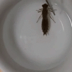 ps397_LarveAniso.gif