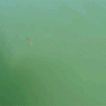 ps397_LarveZygo.gif