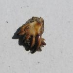 ps397_Mole_Cricket_fingers.jpg