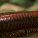 ps397_Myriapodes.gif