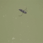 ps397_Notonecte.gif