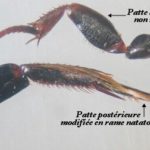 ps397_Pattes-Agabus_2.jpg