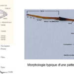 ps397_Photo-patte-insecte.png