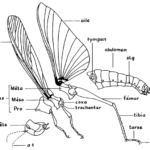 ps397_Plan-Insecte.png