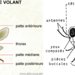 ps397_PlanInsecte.png