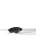 ps397_Puce.gif