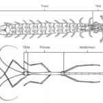ps397_Tagmes-Insectes.png