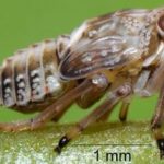 ps397_cigale-bossue-Issus-coleoptratus..jpg