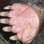 ps397_mole_hand.jpg