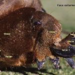 ps397_patte-ant-Courtilliere_2.jpg