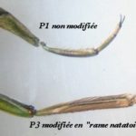 ps397_pattes-Notonecta-glauca_2.jpg