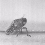 ps397_planthopperjump.gif