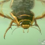 ps397_tiger-water-beetle-83754_2.jpg
