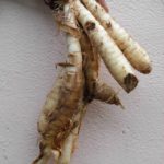ps409_Arrowroots.jpg