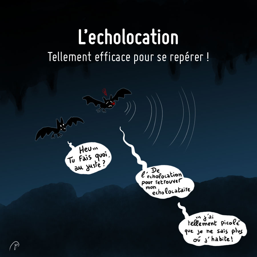 Podcast Science 414 – L’écholocation… tion… tion…