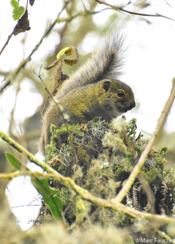 Funisciurus carruthersi