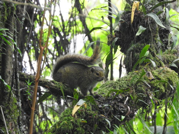 Funisciurus carruthersi