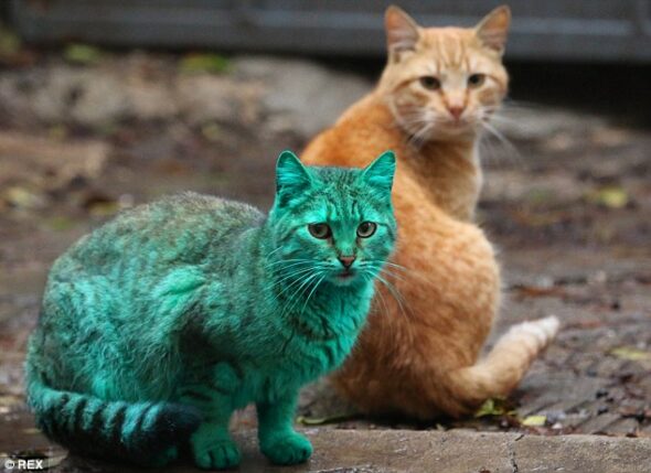 Chat vert de Varna