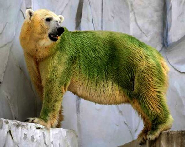 Ours polaire vert