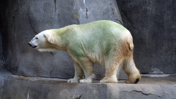 Ours polaire vert