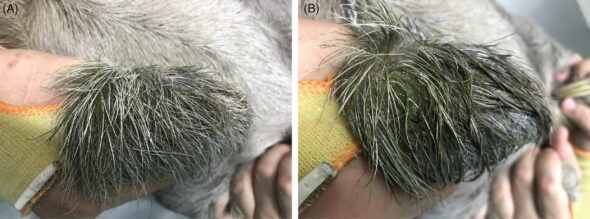 Reverdissement des poils de paresseux
