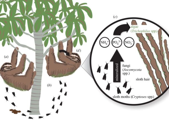 Hypothèses mutualistes entre algues, paresseux et papillons Cryptoses
