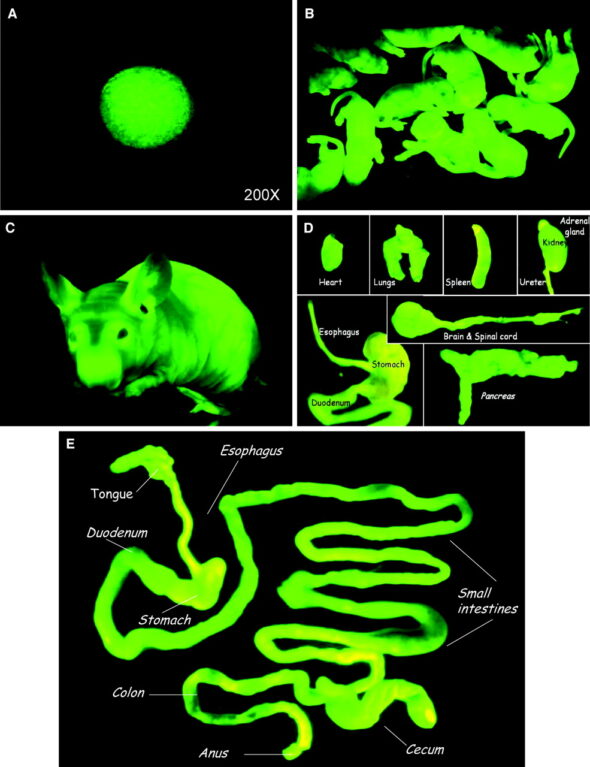 Souris GFP