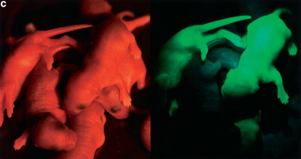 Souris NeonMice(TM)