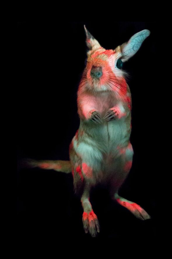 Lièvre sauteur fluorescent