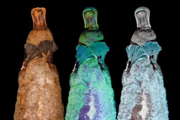 Ornithorynque fluorescent